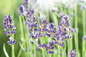lavender flowers in the garden