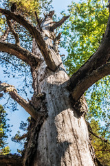 an old dry tree in a summer pine forest