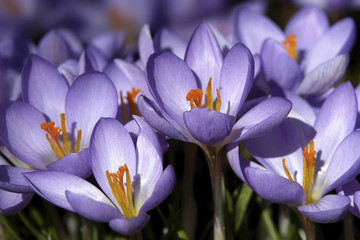 Crocus flowers (Crocus) - Germany, Europe