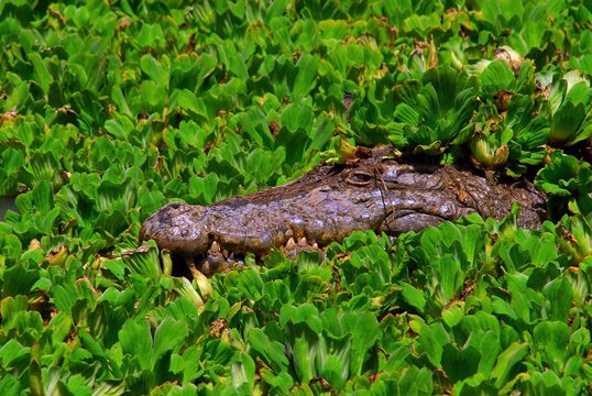 Nile Crocodile (Crocodylus niloticus) lies in wait for prey