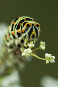 Old World or Common Yellow Swallowtail (Papilio machaon) caterpillar
