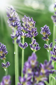 Fototapeta lavender flowers in the garden