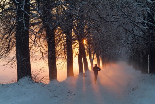 Tree-lined country road at sunset, Strass im Zillertal, Tyrol, Austria, Europe