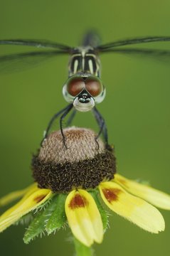 Blue Dasher (Pachydiplax longipennis), female on Clasping-leaved Coneflower (Dracopis amplexicaulis), Willacy County, Rio Grande Valley, South Texas, USA, North America