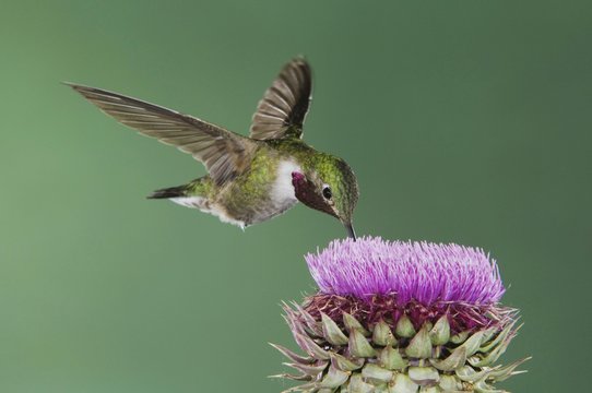 Broad-tailed Hummingbird (Selasphorus platycercus), male in flight feeding on Musk Thistle (Carduus nutans), Rocky Mountain National Park, Colorado, USA, North America