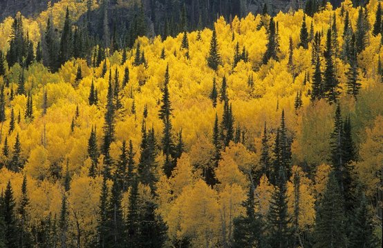 Fall coloured forest in the Wasatch Range, Skyline Drive, Utah, USA, North America