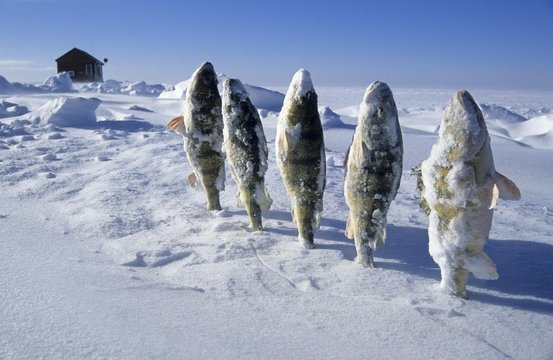 Frozen fish in the snow, Mille Lacs Lake, Minnesota, USA, North America