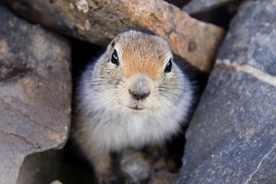 Arctic Ground Squirrel (Spermophilus parryii) looking out its burrow, Kluane National Park, Yukon Territory, Canada, North America