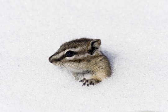 Portrait, Chipmunk (Tamias) poking its head out of snow cave, Yukon Territory, Canada, North America