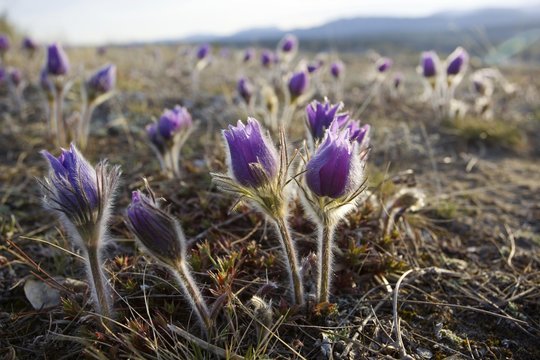 Blooming Pulsatilla (Anemone patens), Northern Crocus, Prairie Crocus, Prairie Smoke, Pasque Flower, back lit, spring, Yukon Territory, Canada, North America