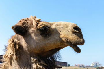 head of a single-humped camel in profile against the blue sky