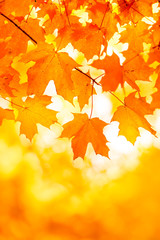 Fototapeta na wymiar Bright Orange Yellow Maple Leaf Background