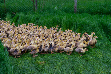 Group of young yellow ducks breeding in a near tall grass