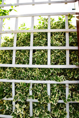 Wooden fence with green and white leaves of a dense bush growing through the grid - Garden plants   