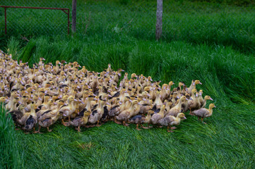 Group of young yellow ducks breeding in a near tall grass