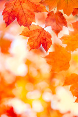 Naklejka na ściany i meble Beautiful Fall Foliage Background