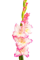 Gladiolus flowers isolated