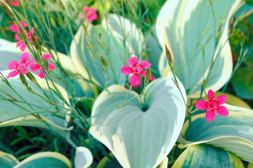 Decorative carnation flowers and grass khosta. Flower background.