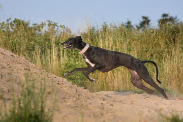 Windhund rennt einen Sandhügel rauf