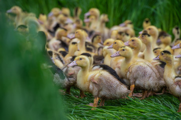 Group of young yellow ducks breeding in a near tall grass
