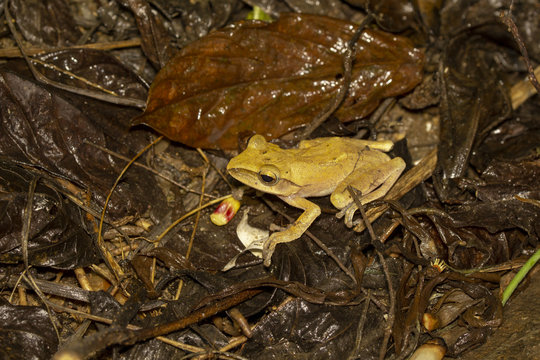 Image of yellow frog with nature in Thailand