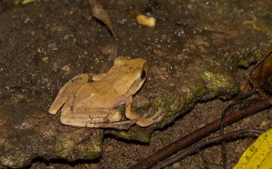 Naklejka premium Image of yellow frog with nature in Thailand