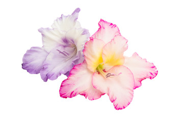 Naklejka premium Gladiolus flowers isolated