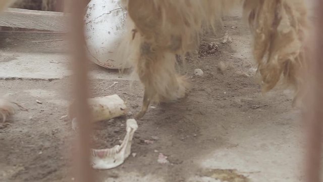 the dog is eating a human skull