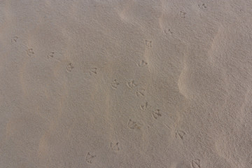 Fototapeta na wymiar Close up Bird footprints on sand beach in the morning during summer vacation,sand background