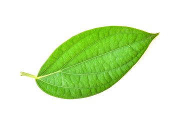 Pepper leaves on white background