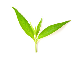 Andrographis paniculata on white background