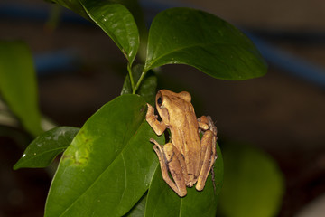 Image of yellow frog with nature in Thailand