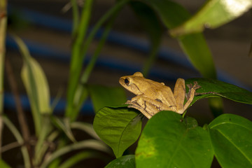 Image of yellow frog with nature in Thailand