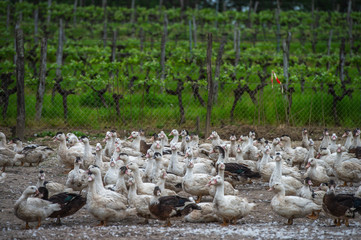 Group of white ducks breeding in a near tall grass in farm