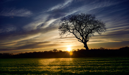 Einsamer Baum auf einem landwirtschaftlichen Feld vor dem stimmungsvollen Sonnenuntergang