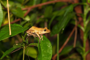 Image of yellow frog with nature in Thailand