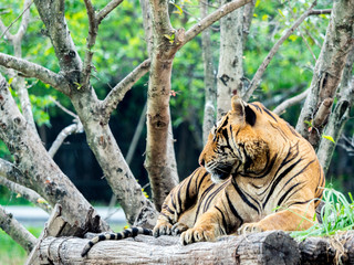 Naklejka premium Tiger stays under the tree.