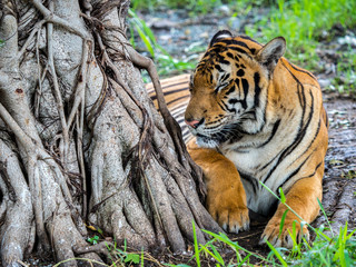 Tiger stays under the tree.