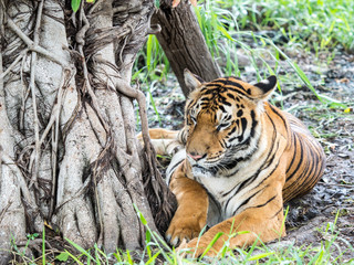 Tiger stays under the tree.