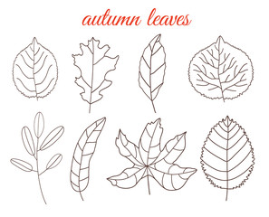 Autumn leaves line art set, isolated on white background. Simple cartoon flat style, vector illustration.