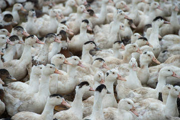 Group of white ducks breeding in a near tall grass in farm