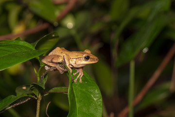 Image of yellow frog with nature in Thailand