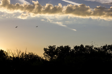 oiseaux lisière de forêt