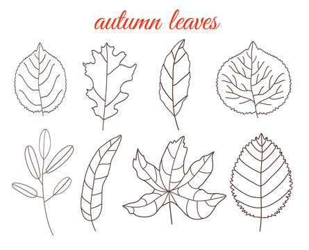 Autumn leaves line art set, isolated on white background. Simple cartoon flat style, vector illustration.