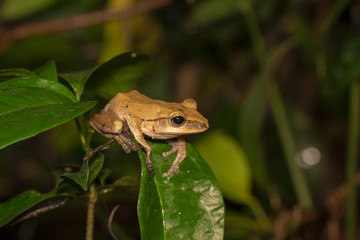 Image of yellow frog with nature in Thailand