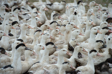 Group of white ducks breeding in a near tall grass in farm
