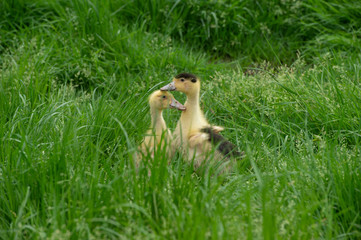 Group of young yellow ducks breeding in a near tall grass