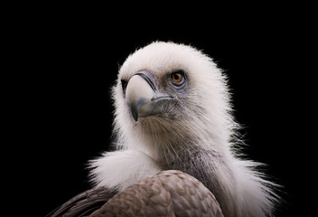 Gänsegeier (Gyps fulvus) Portrait mit schwarzem Hintergrund
