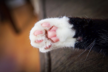 Closeup of a cats paw laying on the couch - obrazy, fototapety, plakaty