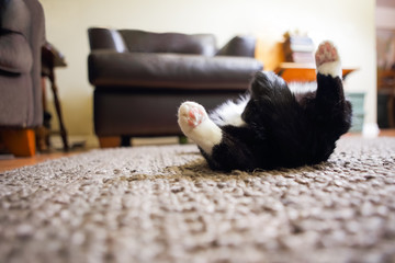 Black and White cat sleeping on his back on carpet